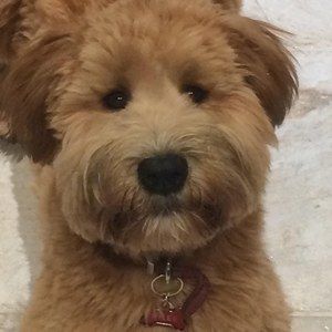 Meet your Posher, Brent